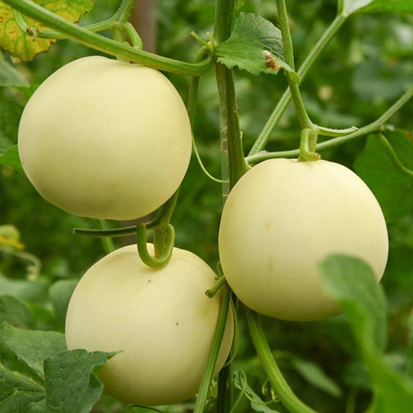 火狐全站:国光股份承受调研交流水溶肥毛利率及客户粘性等问题